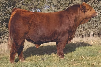 Full-body image of JBV Stonehenge 214K