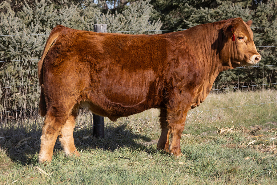 Full-body image of JBV True North