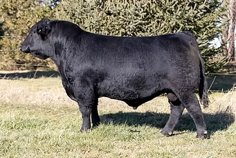 Full-body image of JBV Yellowstone 901G