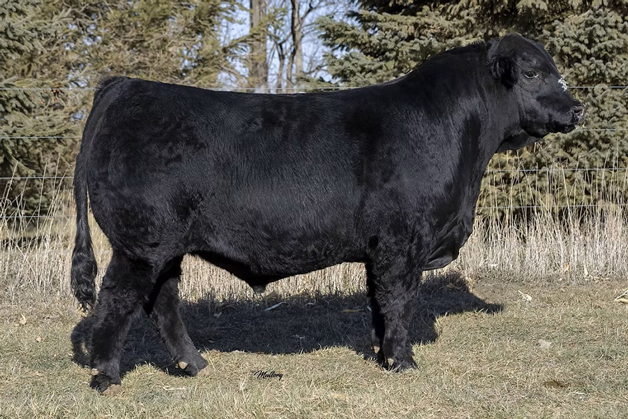 Full-body image of JBV Bankroll 114J