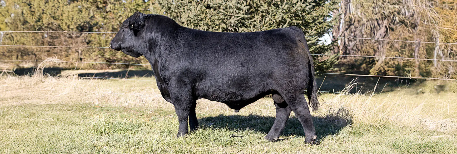 Limousin bull