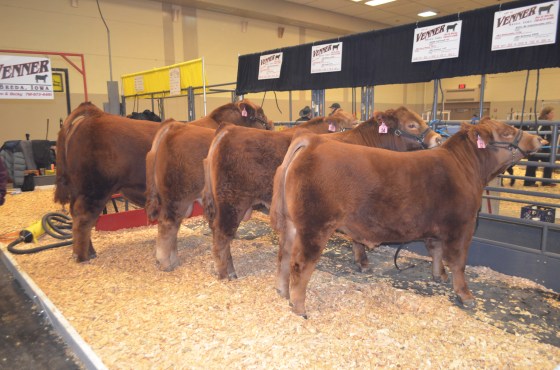 2014 Black Hills Stock Show Bulls