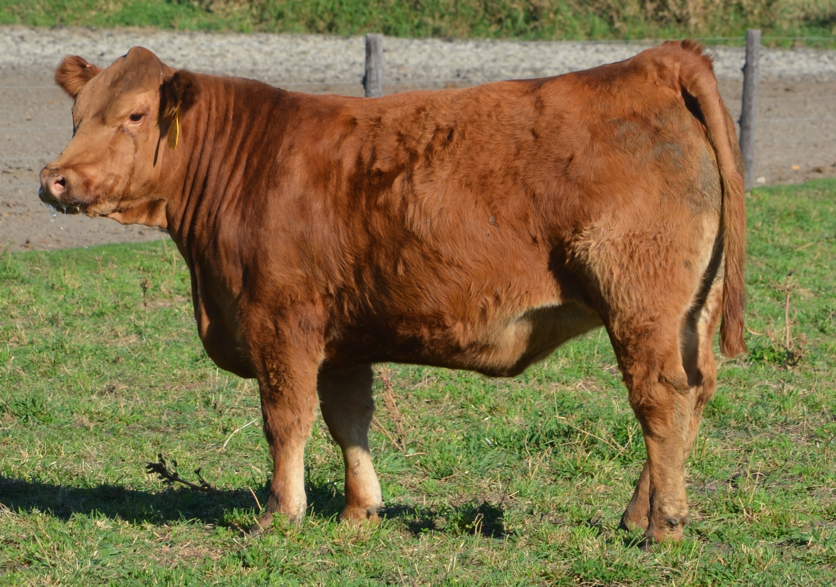 jbv-absolute-music-502c-3