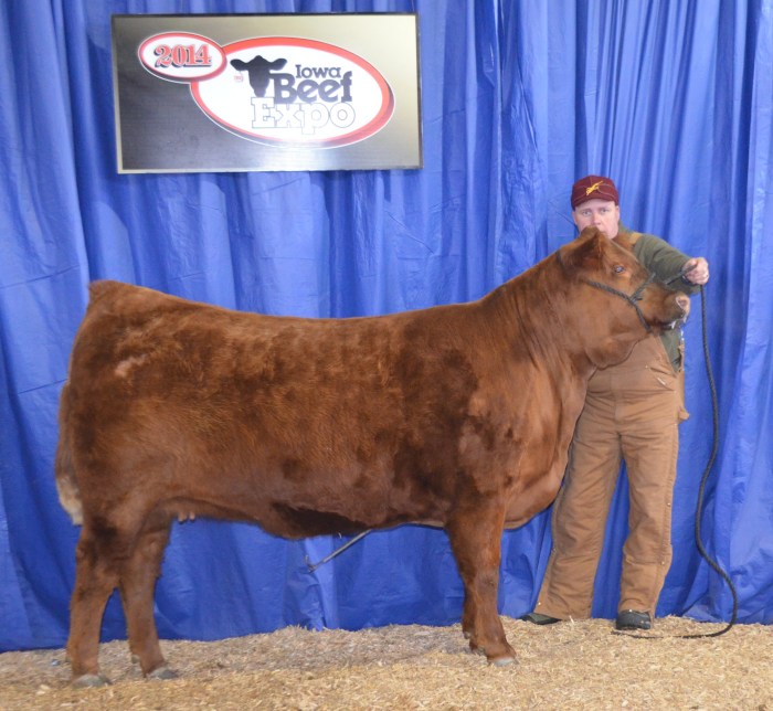 JBV Ava 224Z - Second high seling female 32014 Iowa Beef Expo