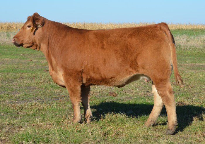 jbv-kiss-the-sun-513c-4