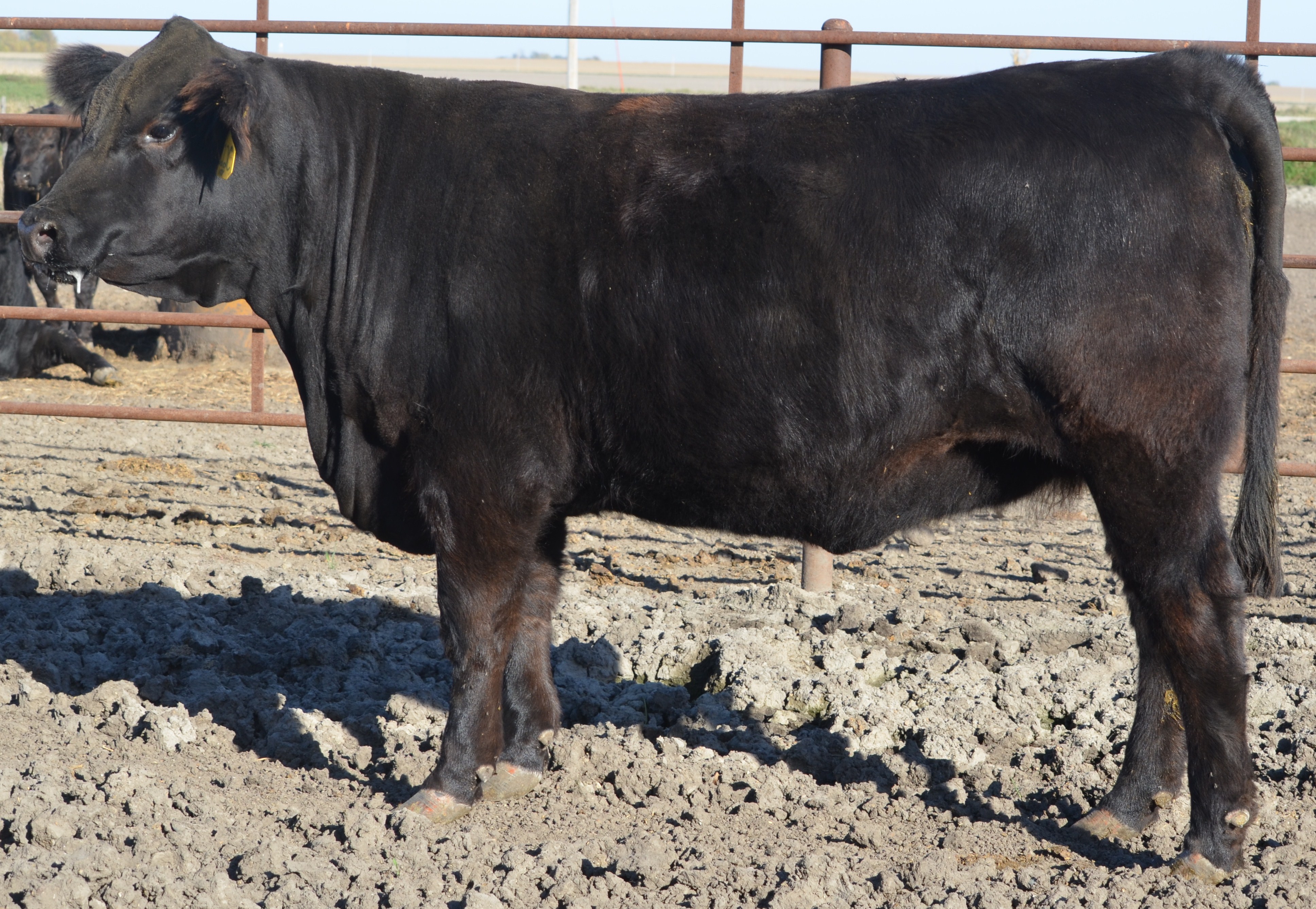 jbv-sweetheart-522c-3