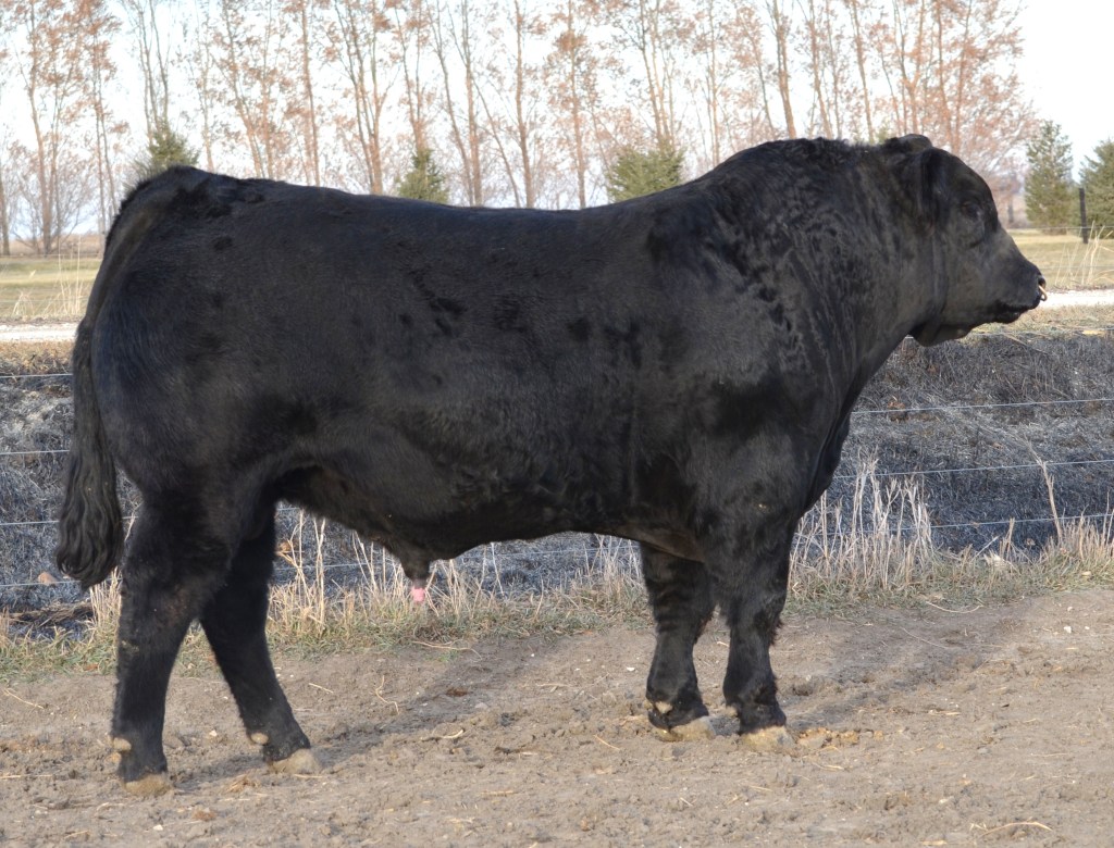 Lot 29  JBV Wind Talker 316A