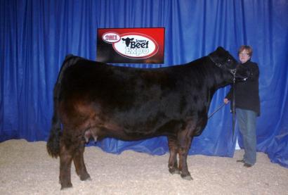 JBV Cheerleader 2011 Iowqa Beef Expo Champion