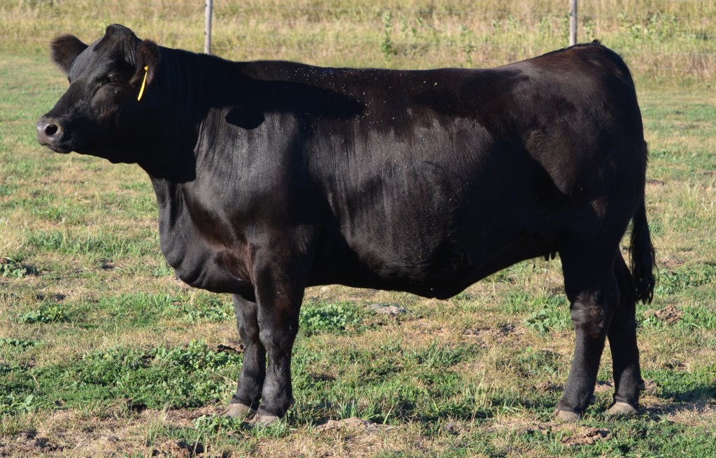 JBV Bridget 153Y (2)