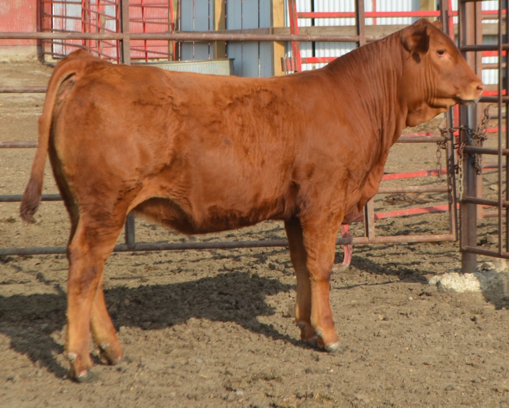 JBVF Sally Mae 204Z - Copy