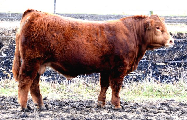 JBV Royce 207Z - Cropped