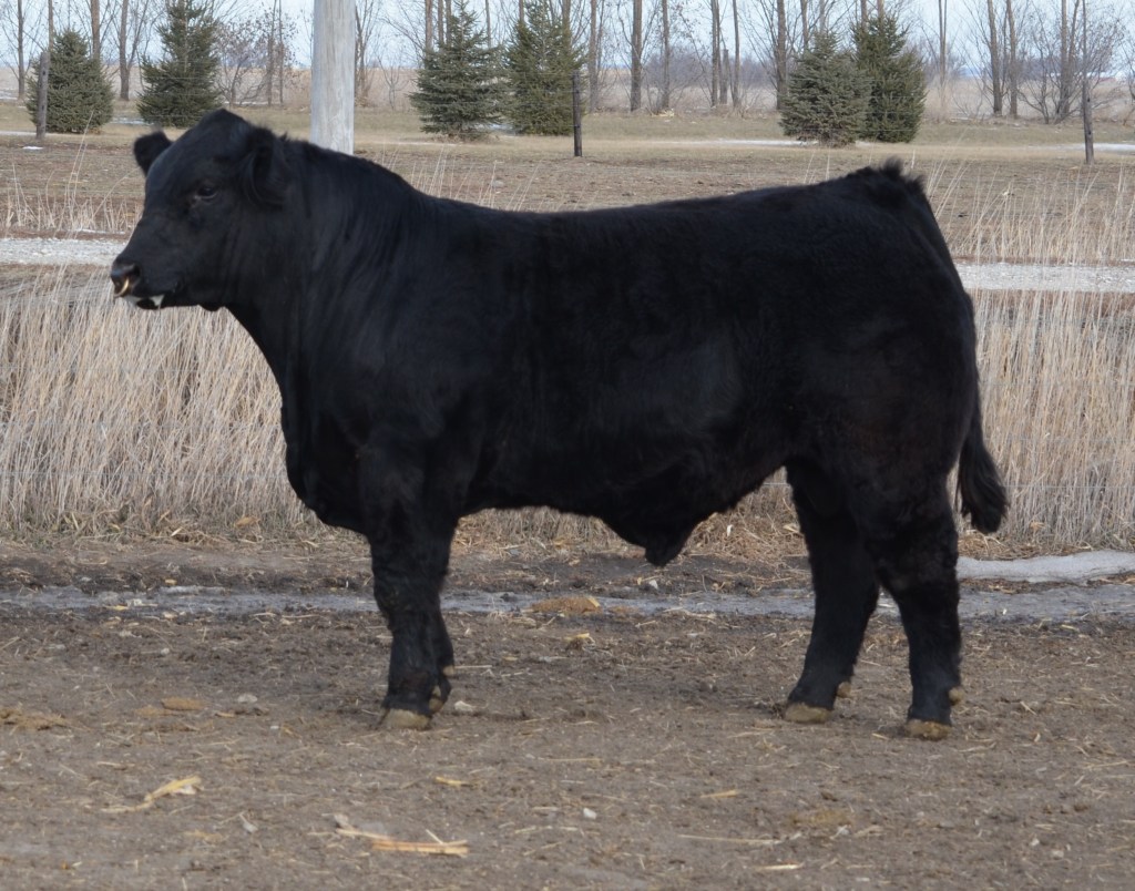 Lot 16  2014 Red Carpet Sale 